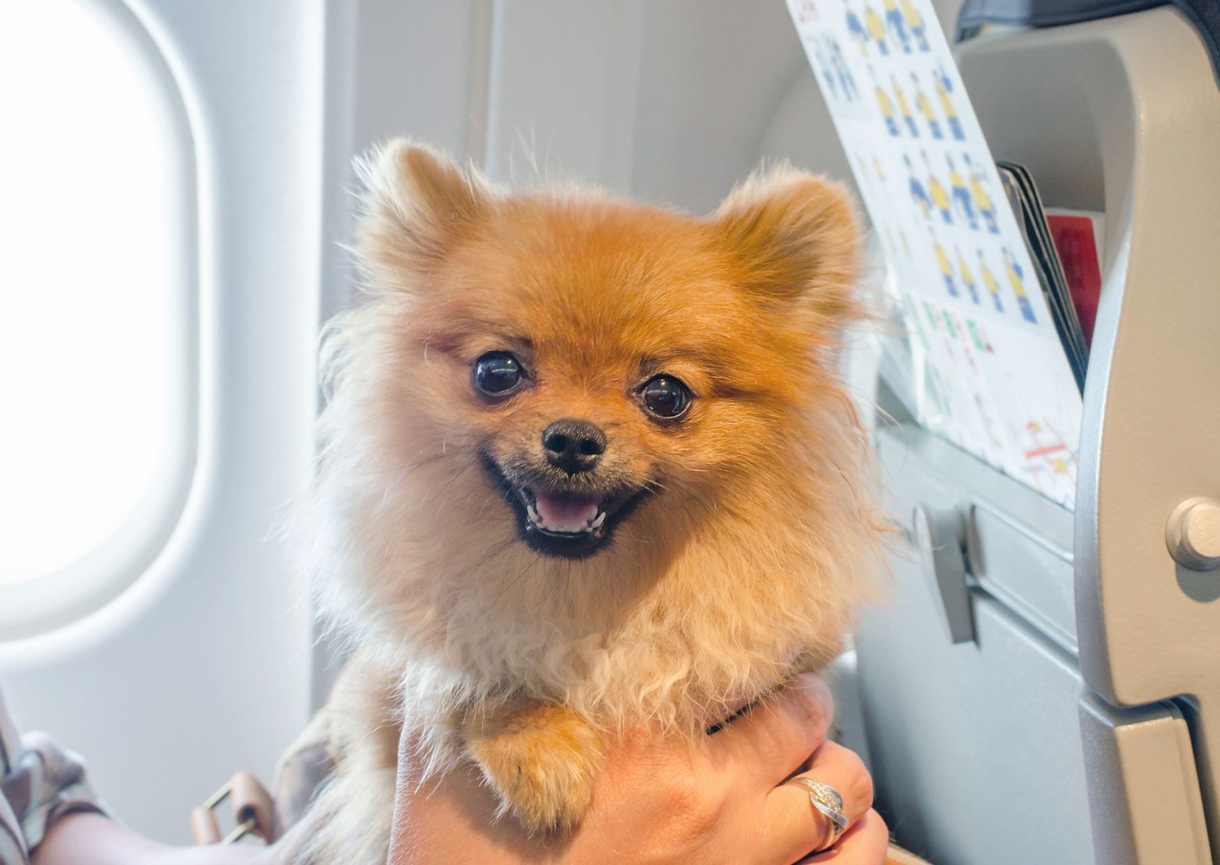 Flying a Dog to Europe Costs More Than Most Americans Budget: Full Breakdown 4 flying a dog to europe 4