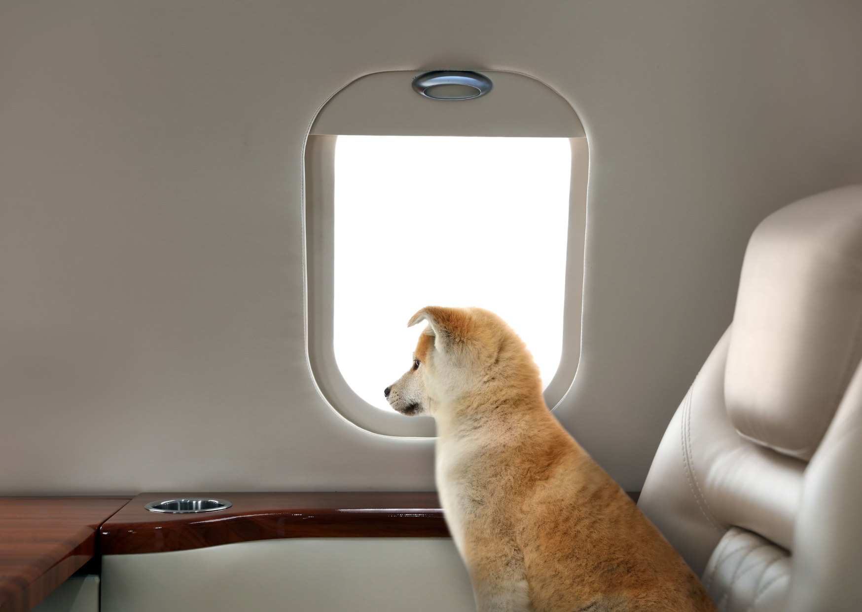 Flying a Dog to Europe Costs More Than Most Americans Budget: Full Breakdown 5 flying a dog to europe 6