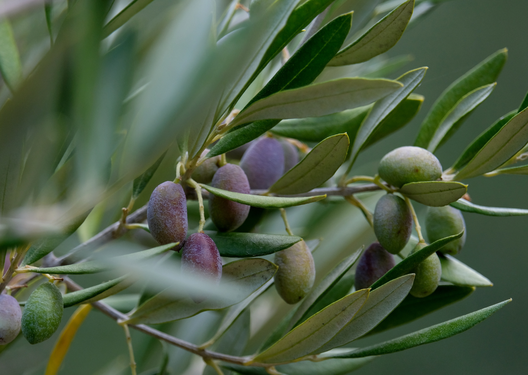 extra virgin olive oil